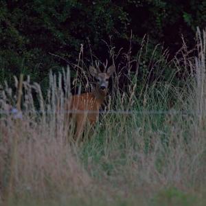 Chevreuil à peine visible entre de hautes herbes sèches, devant une lisière sombre en fin de journée