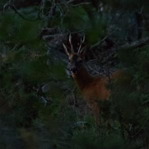Chevreuil roux à demi caché dans la pénombre d’un sous-bois, tête tournée vers l’objectif