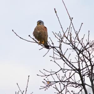 Faucon crécerelle posé au sommet de branches nues, devant un ciel clair légèrement nuageux