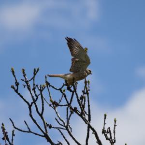 Faucon crécerelle prenant son envol depuis la cime d'un arbre en bourgeons