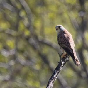 Faucon crécerelle mâle perché sur une branche morte, fond de feuillage flou