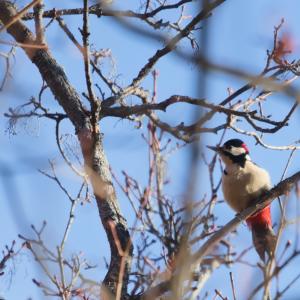 Pic épeiche au plumage noir, blanc et rouge, accroché à une branche dans un arbre sans feuilles