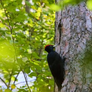 Pic noir à calotte rouge agrippé au tronc d’un grand sapin, entouré de feuillage vert éclairé par le soleil