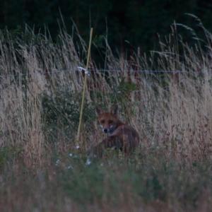 Renard roux assis dans les hautes herbes derrière une clôture, au crépuscule