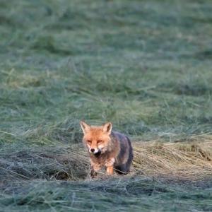 Renard roux avançant dans un pré fauché, éclairé par une lumière rasante