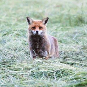 Renard roux fixant l'objectif dans l'herbe coupée