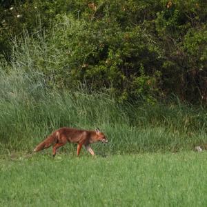Renard roux marchant dans l’herbe verte d’un pré, devant une lisière de buissons et d’arbres