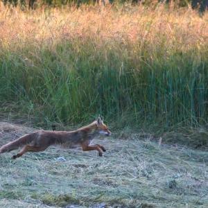 Renard roux trottant au ras de l’herbe coupée, le corps allongé, devant des blés dorés par le soleil