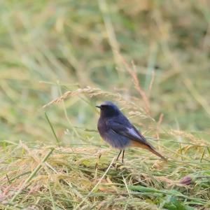 Rougequeue noir mâle au plumage gris sombre et à la queue rousse, posé dans l’herbe fraîchement fauchée