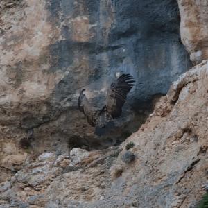 Vautour fauve ailes ouvertes se posant sur une corniche de falaise calcaire grise et ocre