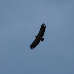 Vautour fauve en vol plané, longues ailes sombres légèrement relevées, sur un ciel gris bleu uniforme