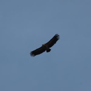 Vautour fauve planant ailes grandes ouvertes, rémiges écartées comme des doigts, sur un ciel gris bleu