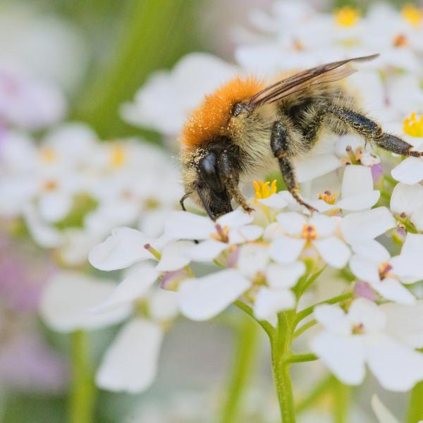 Bourdon au thorax orangé et aux ailes translucides, posé sur un bouquet de petites fleurs blanches