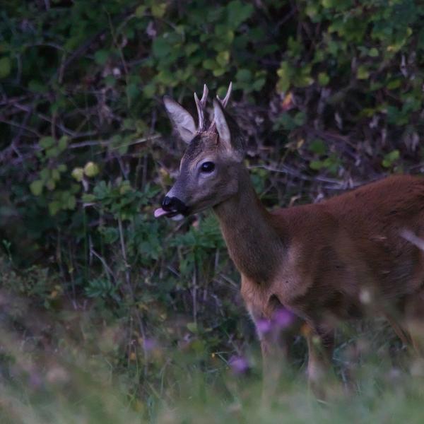 Brocard au pelage roux s’avançant hors des fourrés, tête levée et oreilles dressées