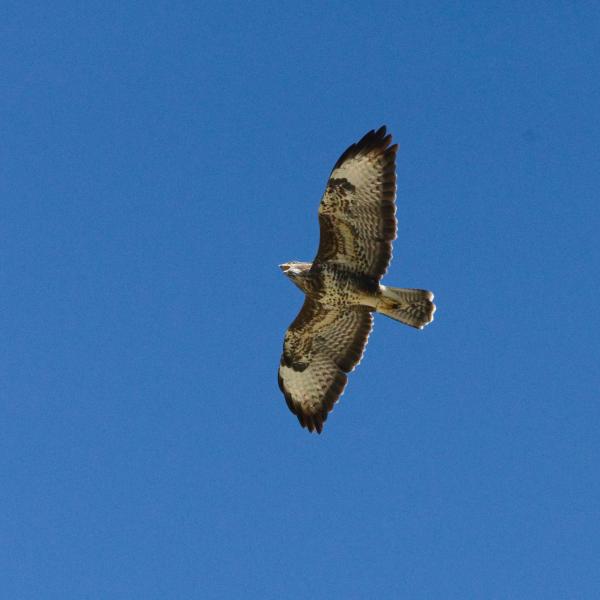 Buse variable au plumage clair et brun, en vol ailes déployées sur un ciel d’un bleu profond