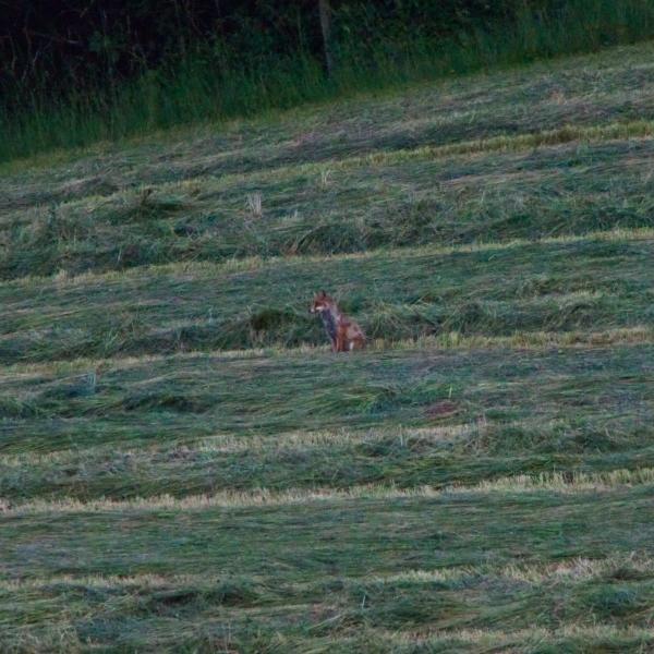 Chevreuil isolé au milieu d’un grand pré fauché, entre les rangées d’herbe coupée en fin de journée