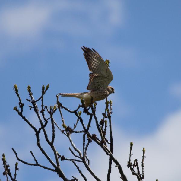 Faucon crécerelle prenant son envol depuis la cime d'un arbre en bourgeons