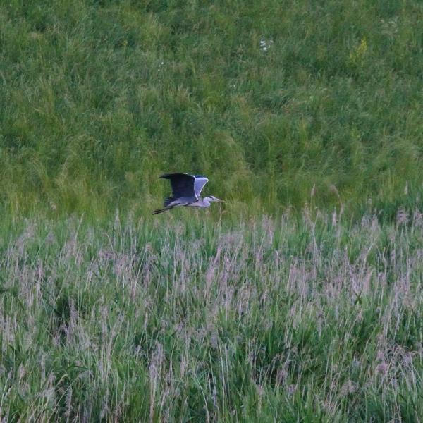 Héron cendré volant bas au-dessus de hautes herbes, cou replié et longues pattes tendues vers l’arrière