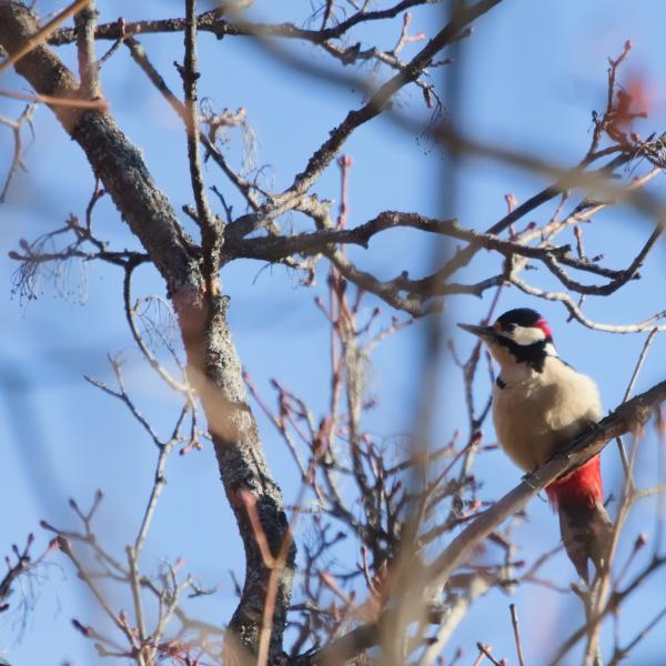 Pic épeiche au plumage noir, blanc et rouge, accroché à une branche dans un arbre sans feuilles