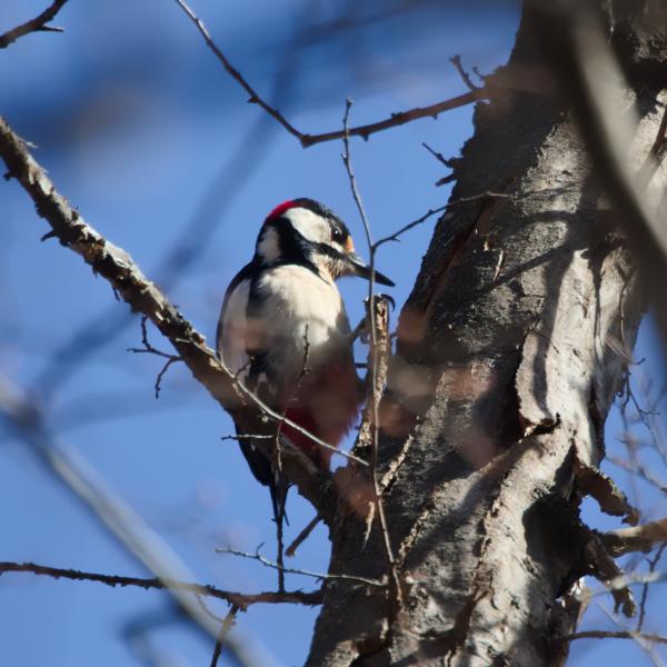 Pic épeiche agrippé à une fourche de branches claires, devant un ciel bleu d’hiver