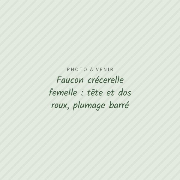 Photo à venir : Faucon crécerelle femelle : tête et dos roux, plumage barré