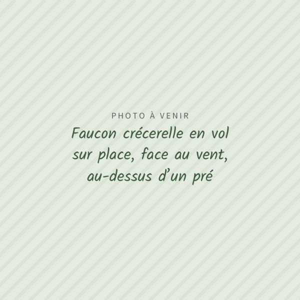 Photo à venir : Faucon crécerelle en vol sur place, face au vent, au-dessus d’un pré