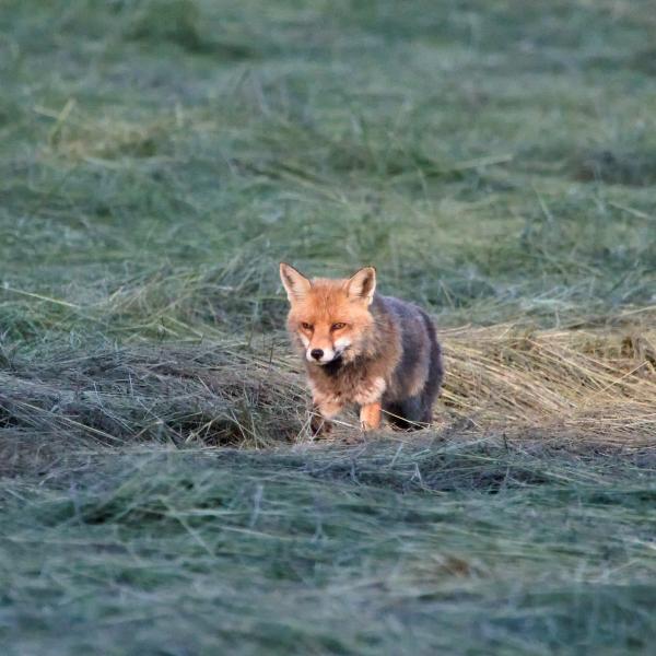 Renard roux avançant dans un pré fauché, éclairé par une lumière rasante