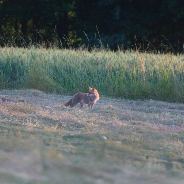 Renard roux debout dans un pré fraîchement fauché, devant une bande de blé encore sur pied