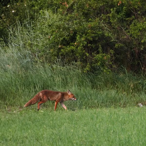 Renard roux marchant dans l’herbe verte d’un pré, devant une lisière de buissons et d’arbres