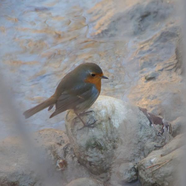 Rouge-gorge familier à la poitrine orange posé sur un rocher, entre des tiges floues au premier plan