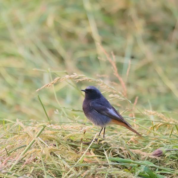 Rougequeue noir mâle au plumage gris sombre et à la queue rousse, posé dans l’herbe fraîchement fauchée